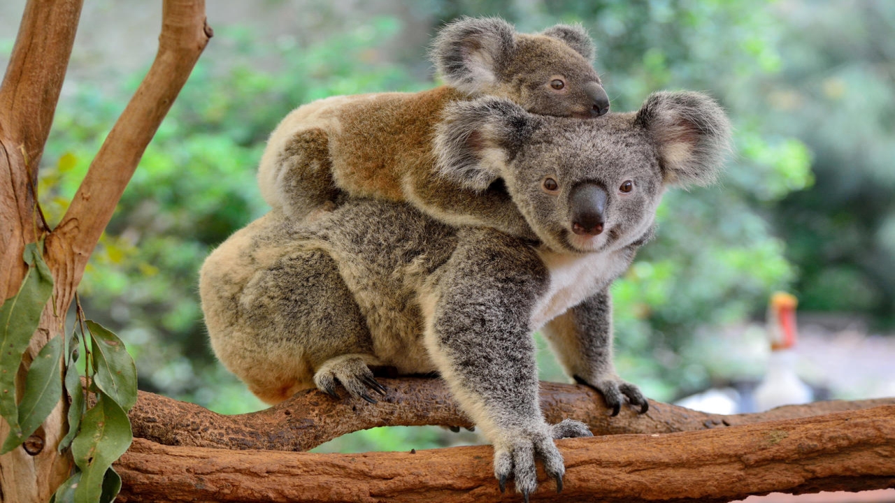 Nowa Zelandia, Australia - Po drugiej stronie Ziemi