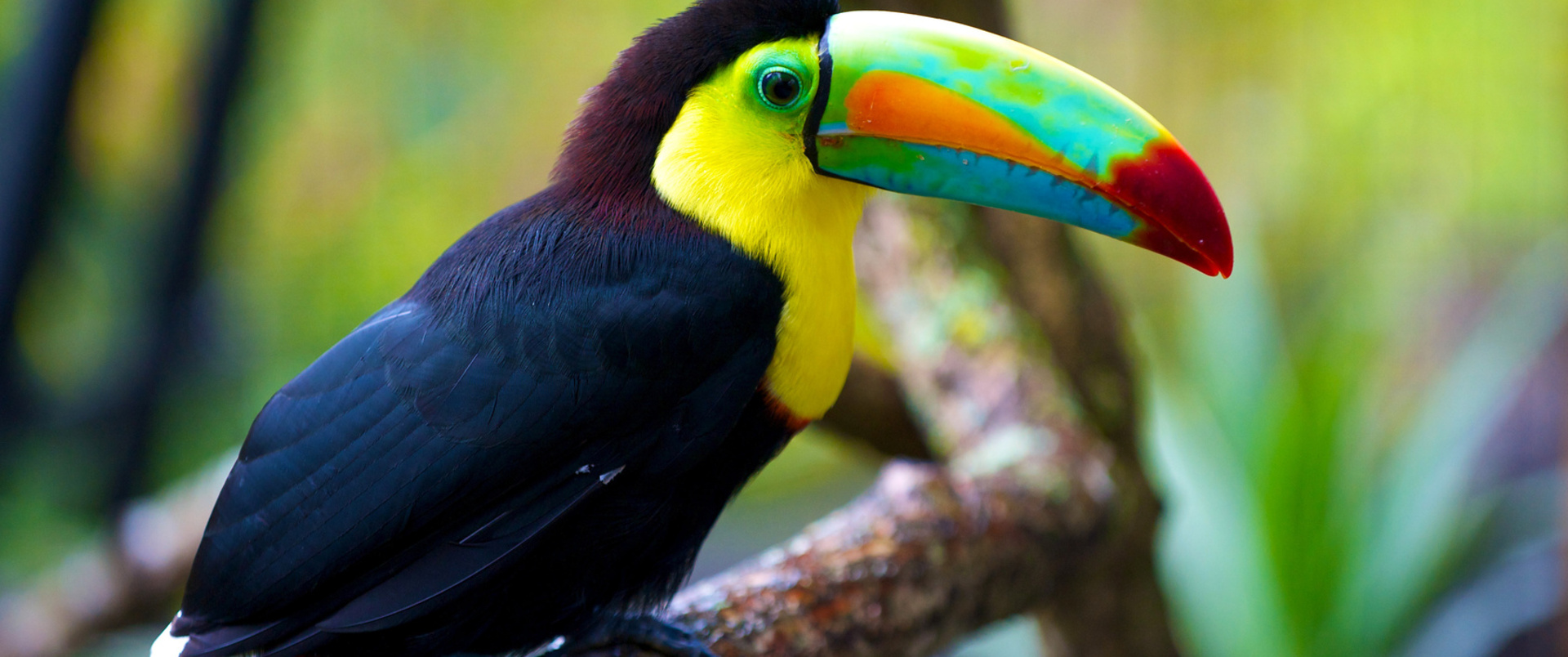 BRAZYLIA (+ Amazonia i Pantanal)