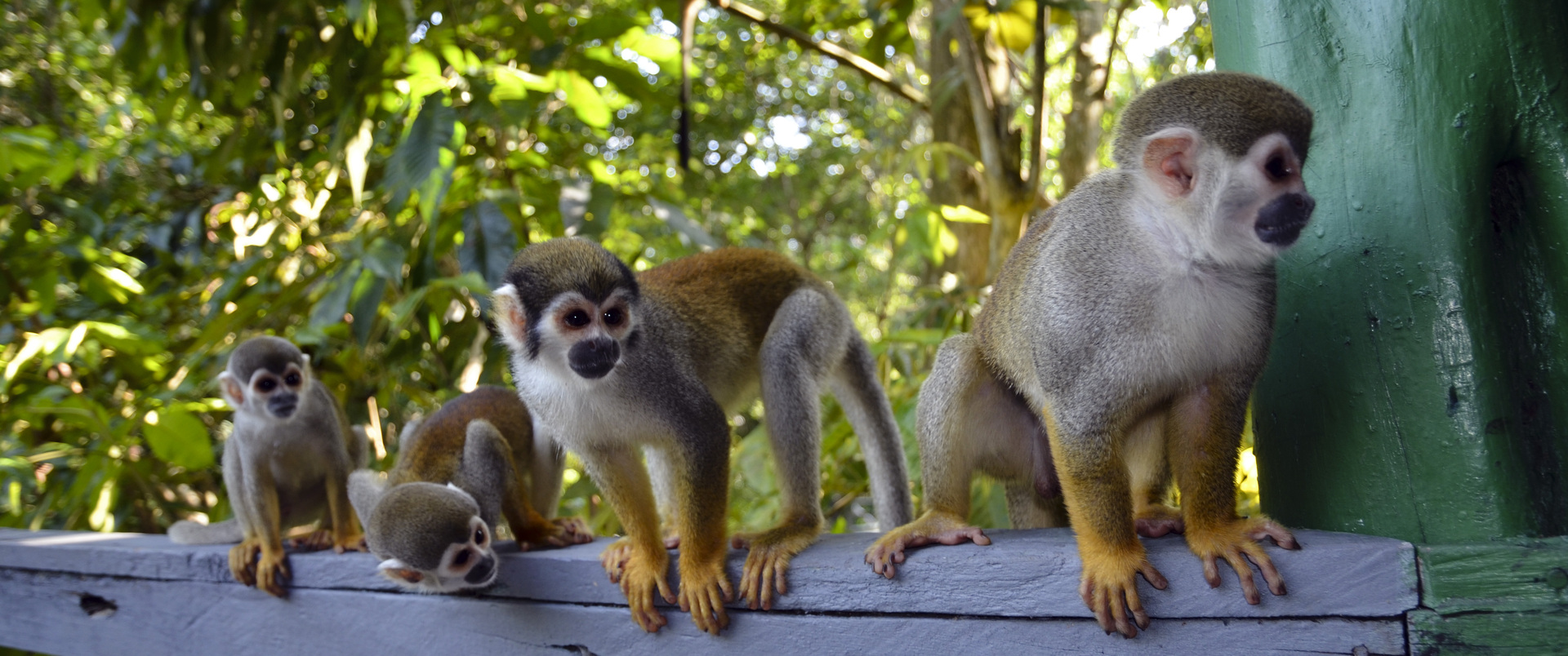 BRAZYLIA (+ Amazonia i Pantanal)